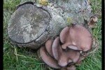 Выращивание грибов дома