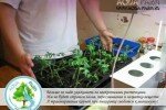 Выращивание рассады томатов за 30 дней в домашних условиях