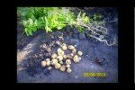 Как правильно выращивать картофель