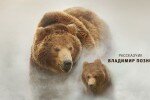 Земля медведей (Land of the Bears) 2014
