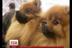 Новости. В Киеве открылась международная выставка собак